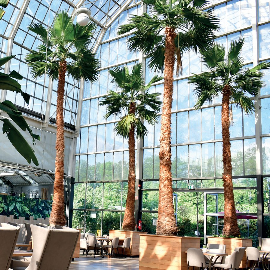 Palmen im Glashaus von Dingers Gartencenter
